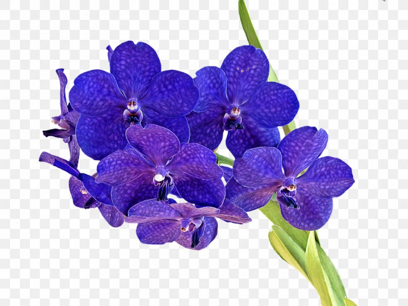 Cut Flowers Moth Orchids Blue, PNG, 960x720px, Cut Flowers, Asian Pigeonwings, Blue, Calligraphy, Color Download Free