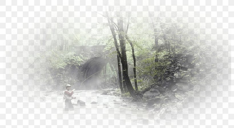 Fog Tree Mist Water, PNG, 800x450px, Fog, Mist, Phenomenon, Tree, Water Download Free