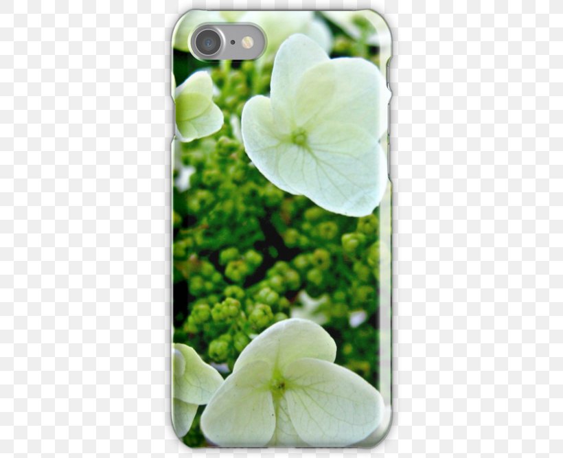 Hydrangea, PNG, 500x667px, Hydrangea, Flower, Flowering Plant, Petal, Plant Download Free