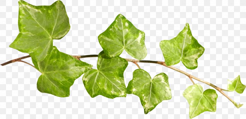 Ivy Leaf Plant Stem Clip Art, PNG, 2015x974px, Ivy, Araliaceae, Basil, Branch, Chard Download Free