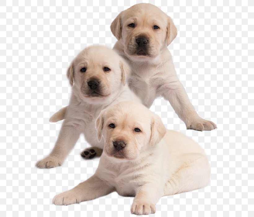 Labrador Retriever Puppy Dog Breed Companion Dog, PNG, 600x700px, Labrador Retriever, Breed, Carnivoran, Chase Bank, Companion Dog Download Free