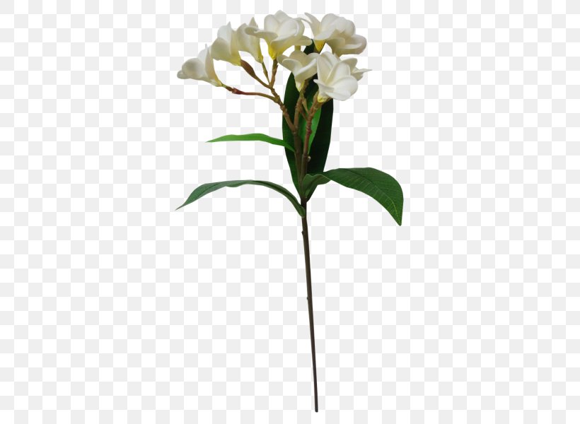 Moth Orchids Cut Flowers Flowerpot Plant Stem Petal, PNG, 800x600px, Moth Orchids, Cut Flowers, Flora, Flower, Flowering Plant Download Free