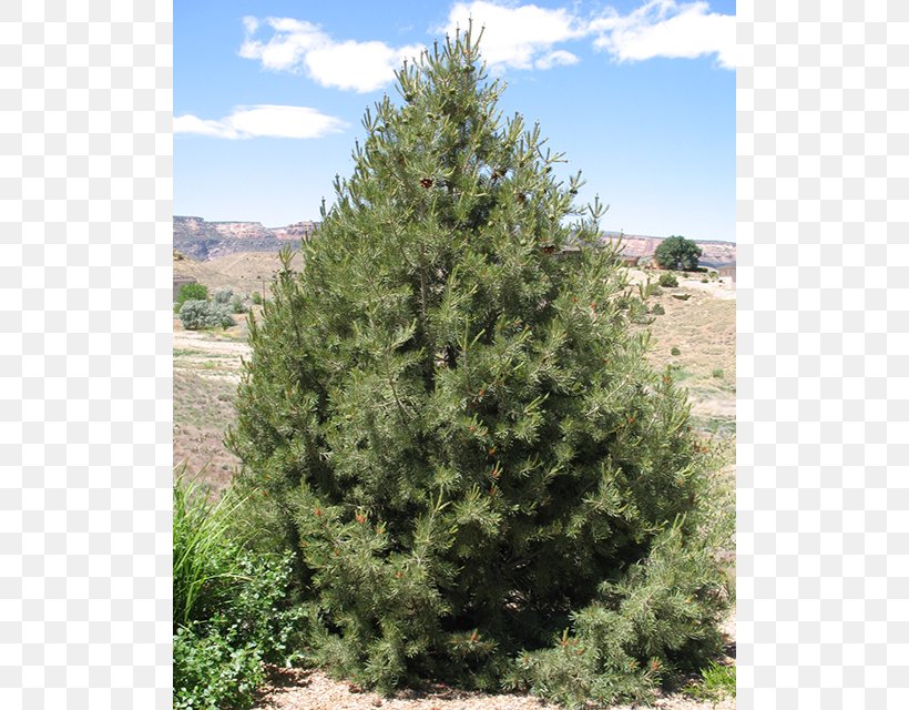 Pinyon Pine Tree Evergreen Spruce, PNG, 640x640px, Pine, Biome, Conifer, Conifers, Cypress Family Download Free