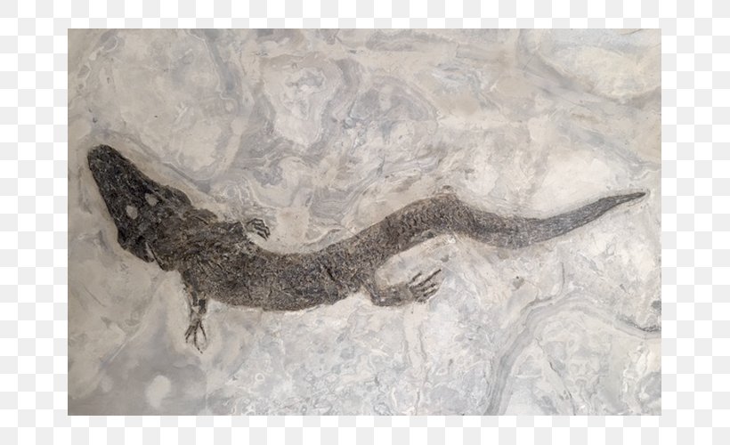 Reptile Fossil Bad Homburg Vor Der Höhe Amphibian Messel Pit, PNG, 667x500px, Reptile, Amphibian, Contract Of Sale, Exhibition, Fauna Download Free
