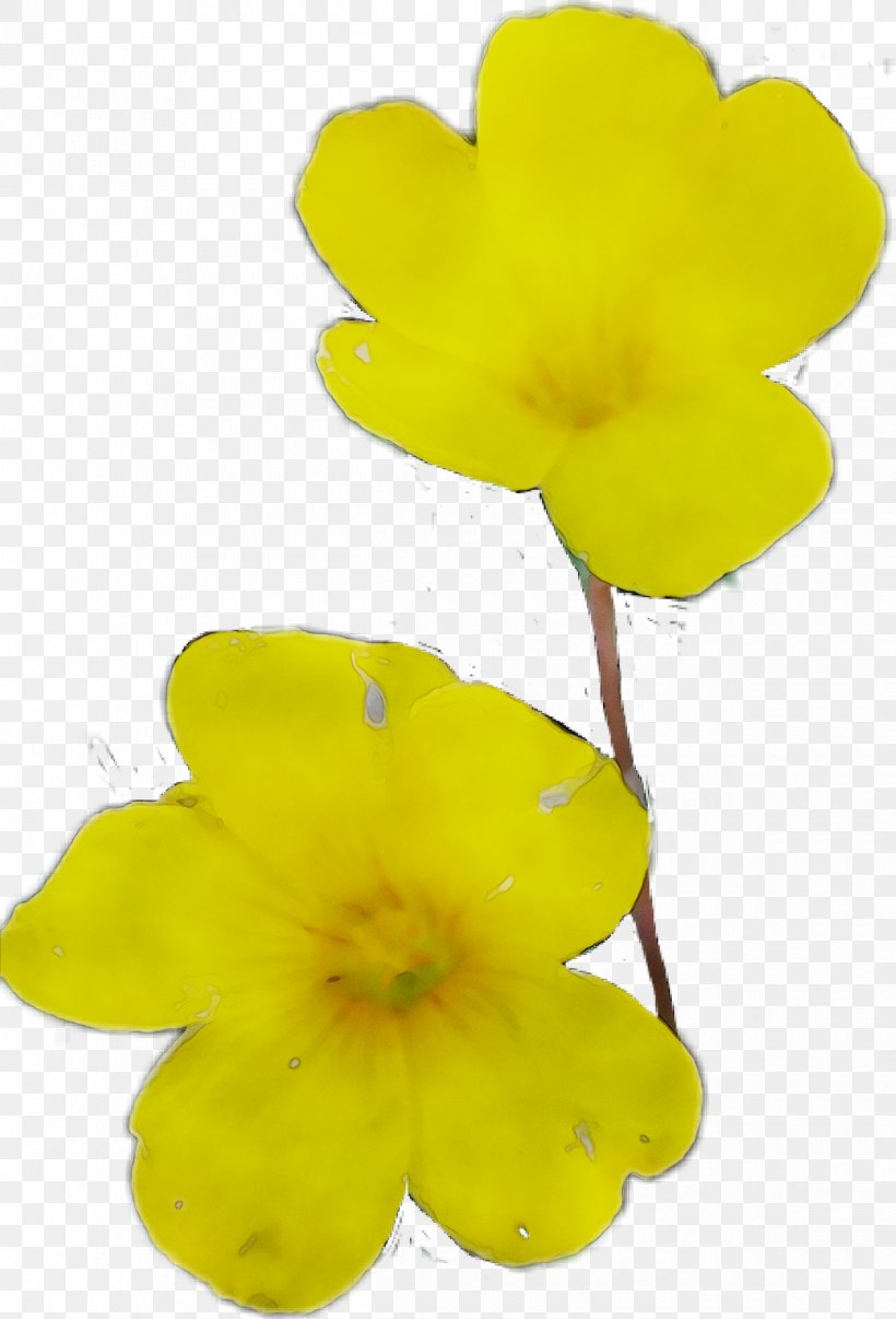 Yellow, PNG, 1220x1795px, Yellow, Evening Primrose, Evening Primrose Family, Flower, Flowering Plant Download Free
