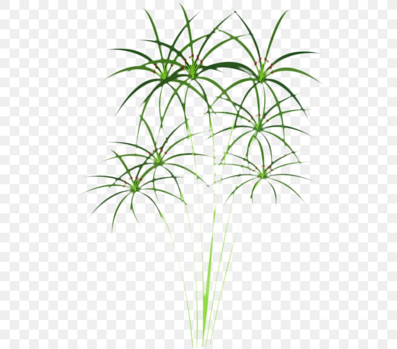 Palm Tree Drawing, PNG, 547x720px, Paper Reed, Ancient Egypt, Arecales, Drawing, Elephantine Download Free