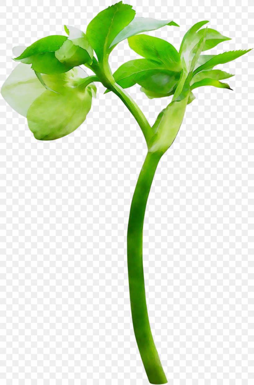 Plant Stem Green Flower Leaf Branching, PNG, 1742x2636px, Plant Stem, Aquarium Decor, Botany, Branching, Flower Download Free