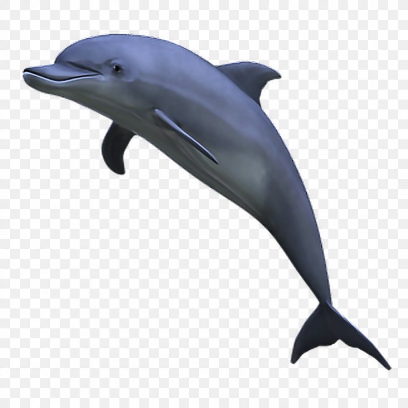Dolphin Clip Art, PNG, 1024x1024px, 3d Computer Graphics, Dolphin, Cetacea, Common Bottlenose Dolphin, Fauna Download Free