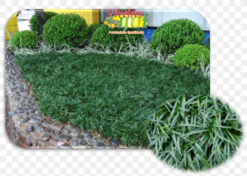 Garden Groundcover Grass Gram Lawn, PNG, 869x622px, Garden, Emerald, Evergreen, Gram, Grass Download Free