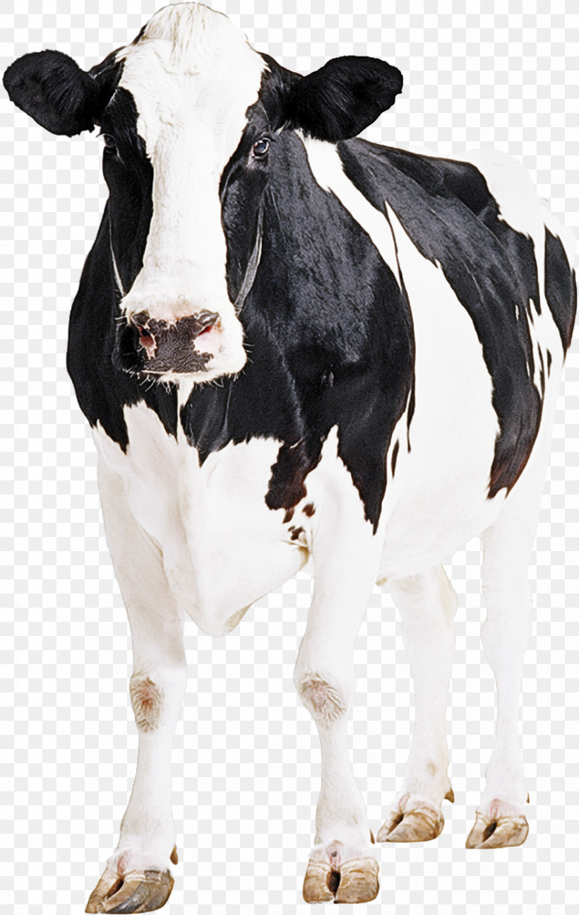 Holstein Friesian Cattle Goat Calf Weighing Scale Dairy Cattle, PNG, 876x1384px, Holstein Friesian Cattle, Beef Cattle, Calf, Cattle Chute, Dairy Cattle Download Free