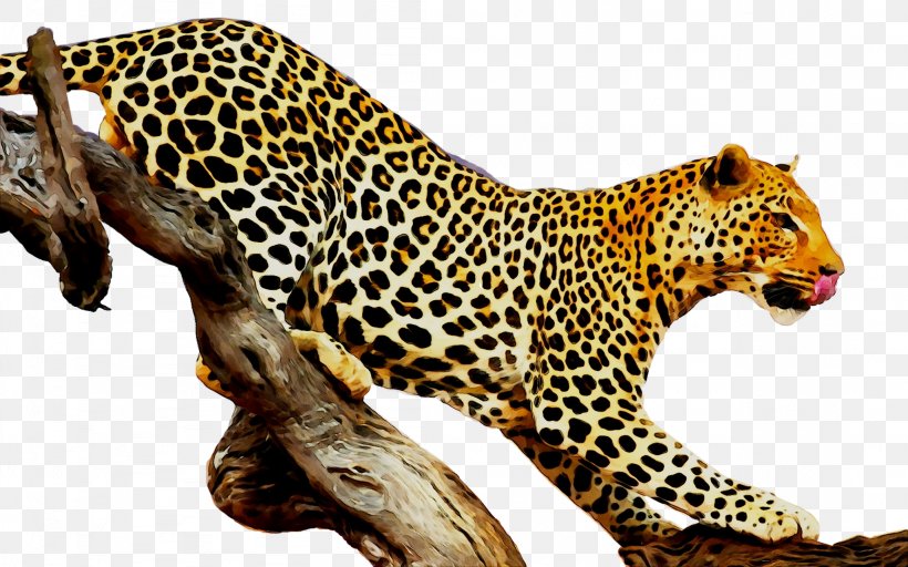 Leopard Tiger Felidae Stock Photography Royalty-free, PNG, 2049x1281px, Leopard, Adaptation, African Leopard, Animal, Animal Figure Download Free