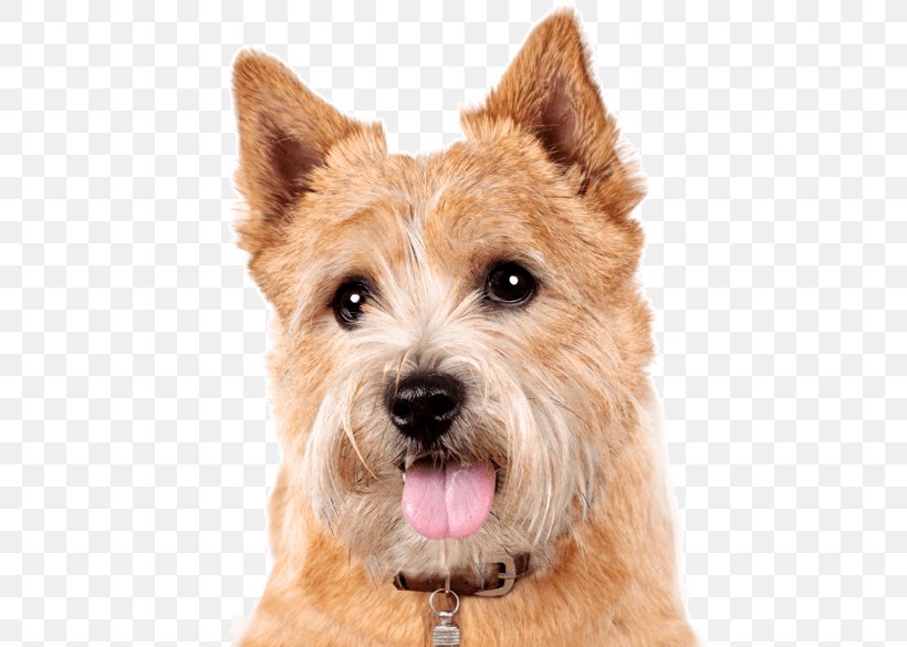 Norwich Terrier Cairn Terrier Norfolk Terrier Dog Breed Australian Terrier, PNG, 565x585px, Norwich Terrier, Australian Silky Terrier, Australian Terrier, Berger Picard, Border Terrier Download Free