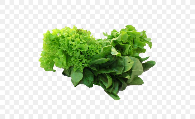 Romaine Lettuce Spring Greens Red Leaf Lettuce Rapini, PNG, 500x500px, Romaine Lettuce, Herb, Leaf Vegetable, Lettuce, Rapini Download Free