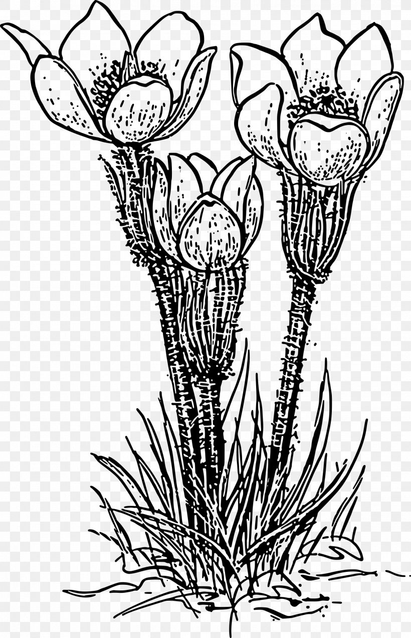 Rose Plant Flower Clip Art, PNG, 1547x2400px, Rose, Artwork, Black And White, Branch, Color Download Free