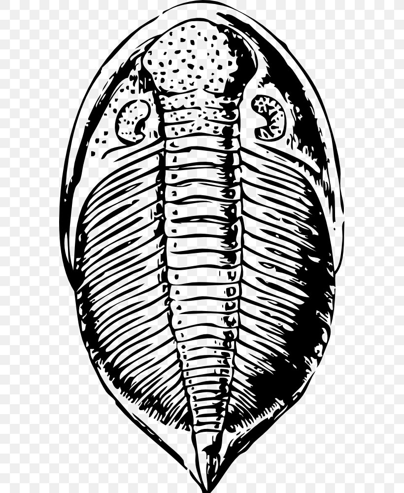 Trilobite Fossil Trochitenkalk Formation Clip Art, PNG, 579x1000px, Watercolor, Cartoon, Flower, Frame, Heart Download Free