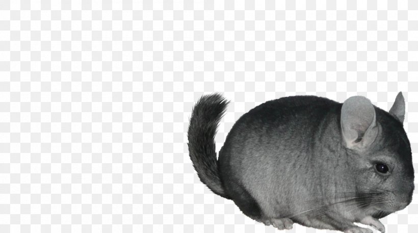 Chinchilla Whiskers Cat Domestic Rabbit, PNG, 1000x558px, Chinchilla, Album, Black, Black And White, Bow Tie Download Free