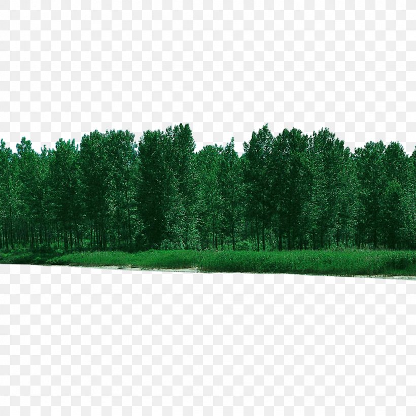Forest Image RGB Color Model Tree, PNG, 1024x1024px, Forest, Biome, Color Model, Computer Software, Conifer Download Free