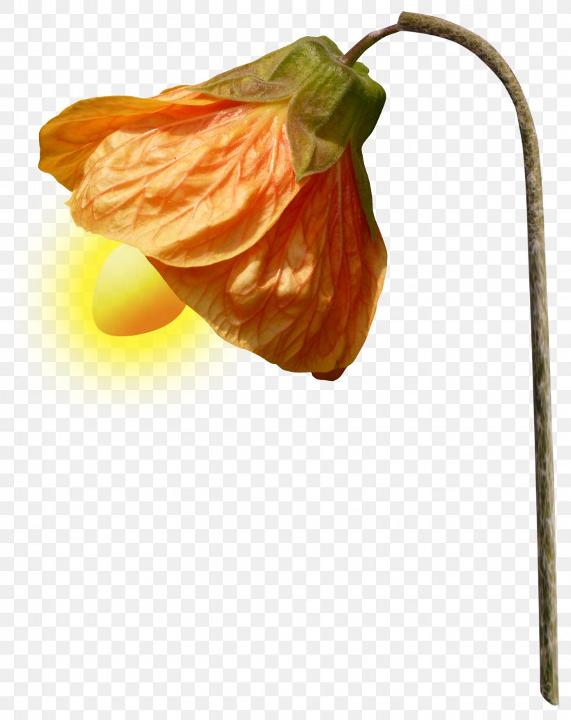 Lamp Light Lantern, PNG, 1609x2029px, Lamp, Flower, Lampe De Bureau, Lantern, Light Download Free