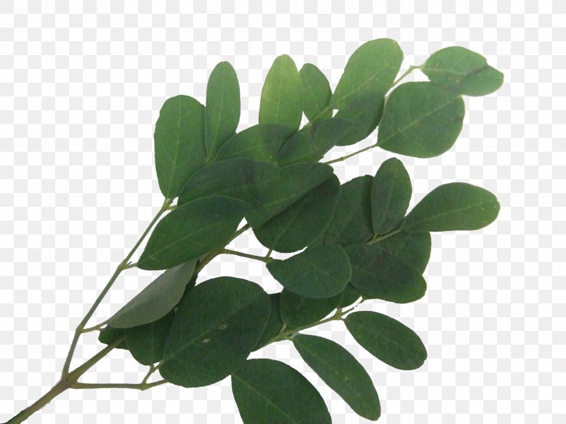 Leaf Plant Stem Tree, PNG, 2848x2136px, Leaf, Plant, Plant Stem, Tree Download Free