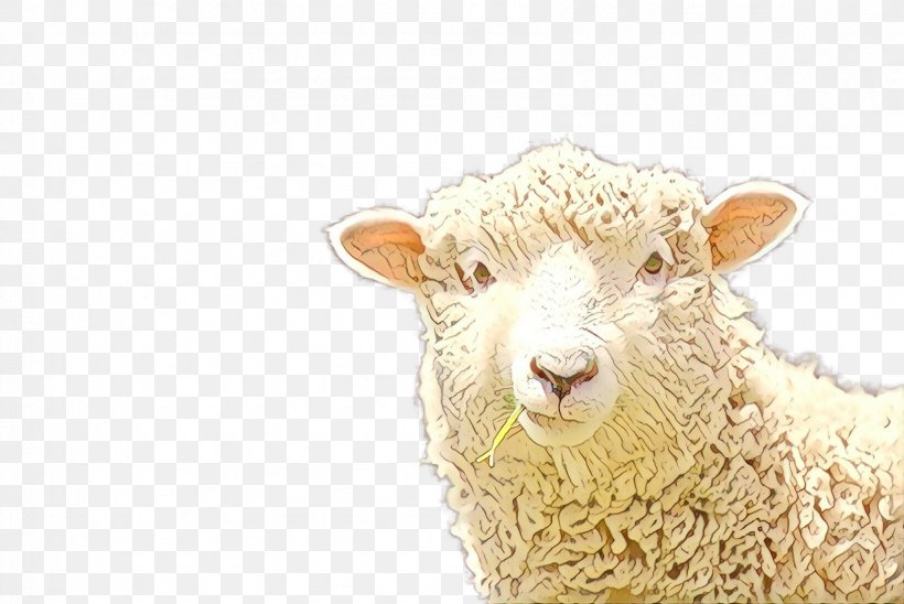 Sheep Snout, PNG, 1694x1133px, Sheep, Cowgoat Family, Fawn, Livestock, Snout Download Free