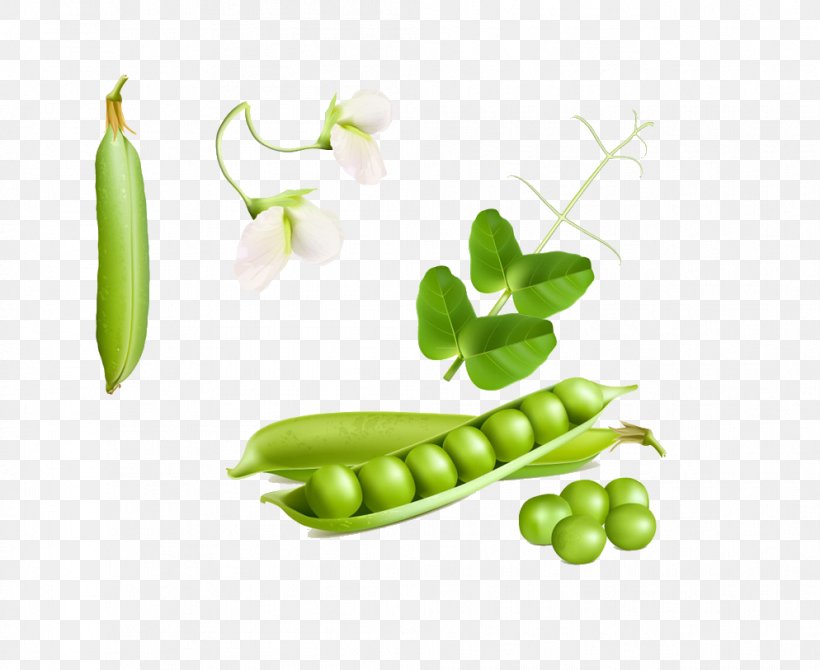 Snow Pea Euclidean Vector Stock Photography Royalty-free, PNG, 994x813px, Pea, Bean, Food, Fruit, Green Download Free