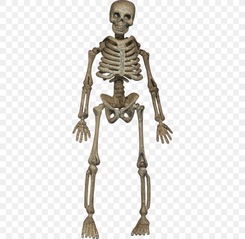 Human Skeleton Homo Sapiens Joint, PNG, 336x800px, Skeleton, Bone, Google Images, Halloween, Homo Sapiens Download Free