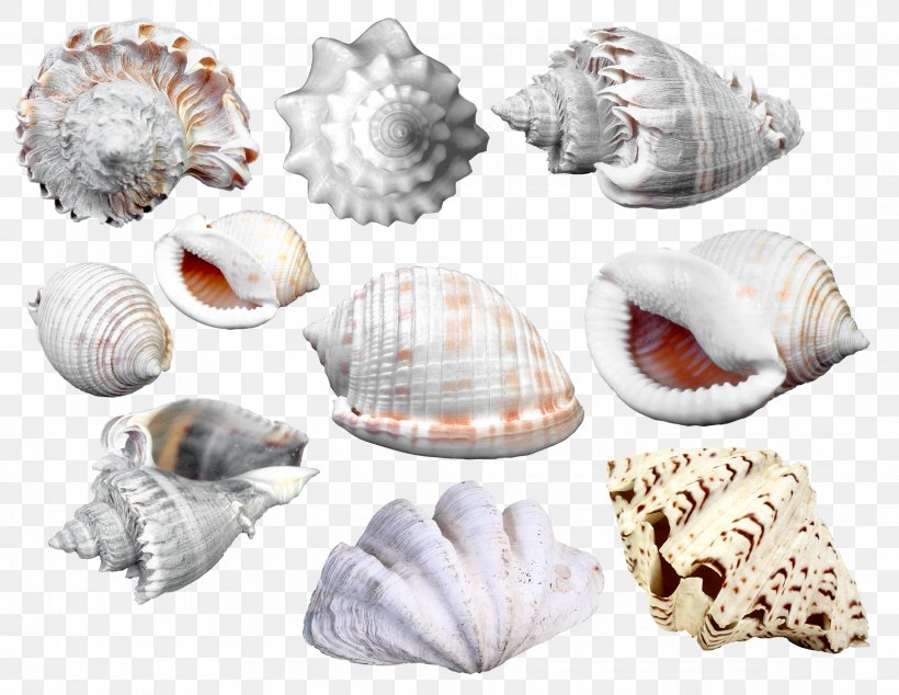 Picture Frame Seashell Cdr Clip Art, PNG, 2172x1680px, Picture Frame, Bivalvia, Cdr, Clam, Clams Oysters Mussels And Scallops Download Free