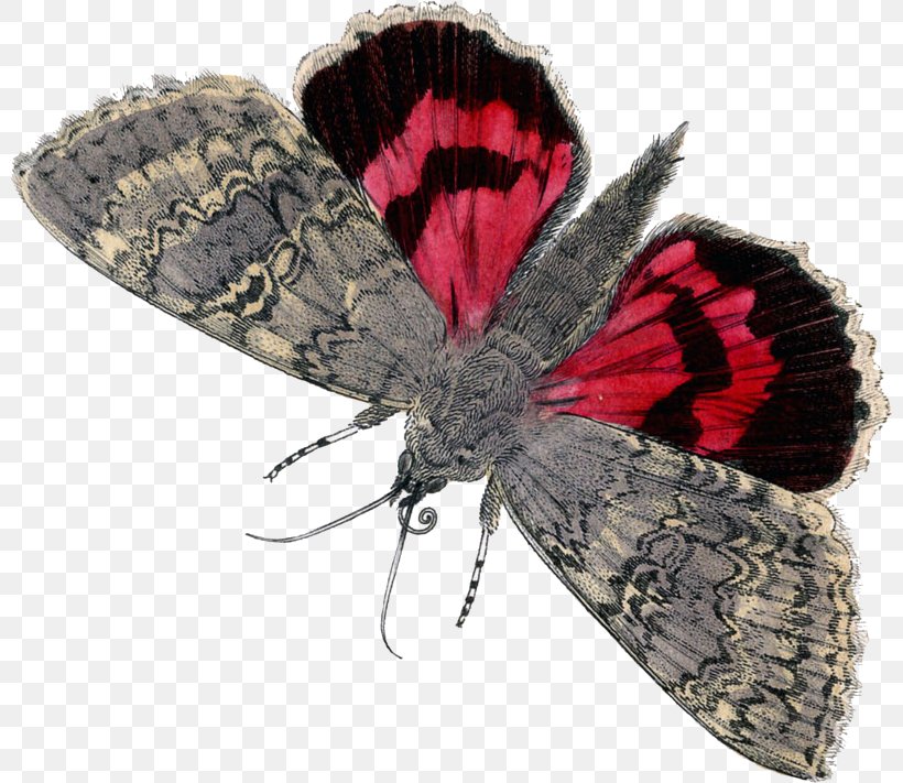 Butterfly Graphics Butterflies & Moths Image Clip Art, PNG, 800x711px, Butterfly, Art, Arthropod, Butterflies And Moths, Butterflies Moths Download Free