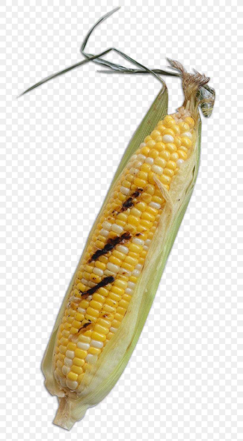 Corn On The Cob Insect Butterfly Commodity Maize, PNG, 755x1487px, Corn On The Cob, Butterflies And Moths, Butterfly, Commodity, Insect Download Free