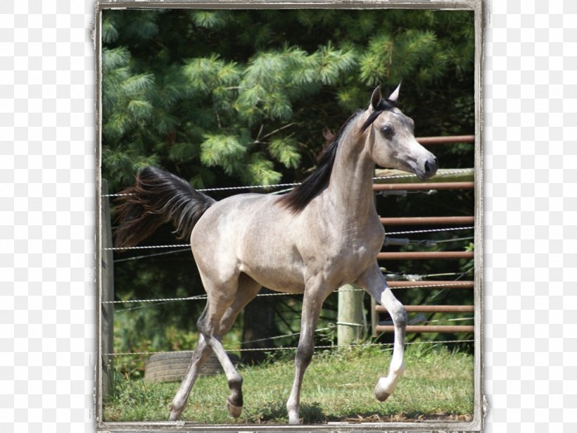 Mare Mustang Foal Stallion Colt, PNG, 1024x768px, Mare, Bridle, Colt, Foal, Grass Download Free