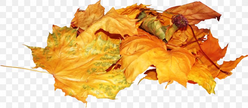 Autumn Leaves Leaf PhotoFiltre, PNG, 2376x1041px, Autumn, Autumn Leaves, Google Images, Leaf, Photofiltre Download Free