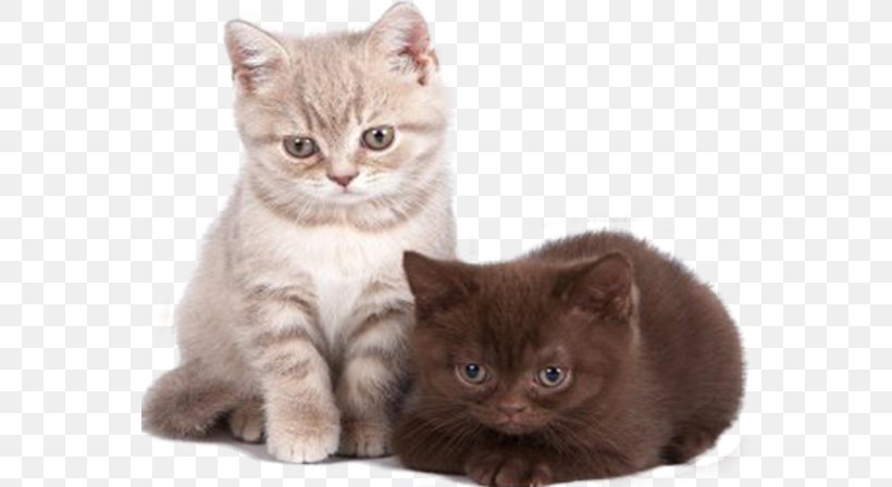 Cat Online Chat Internet Forum Blog Kitten, PNG, 560x448px, Cat, Asian, Blog, Blogger, British Semi Longhair Download Free