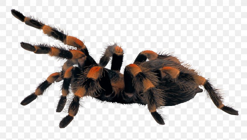 Scary Spiders Brachypelma Hamorii Tarantula, PNG, 3371x1912px, Spider, Arachnid, Arthropod, Brachypelma, Brachypelma Hamorii Download Free