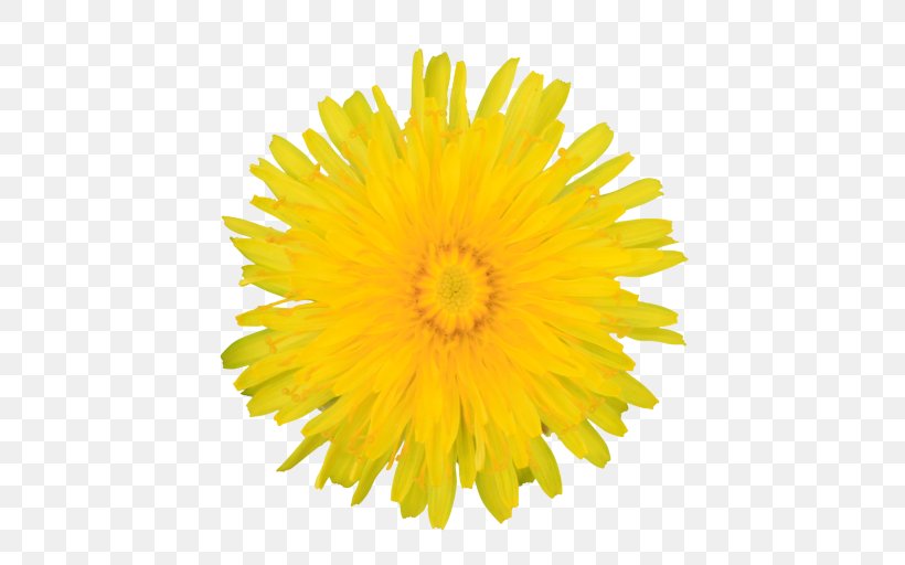 Yellow Dandelion Flower Dandelion English Marigold, PNG, 512x512px, Yellow, Dandelion, English Marigold, Flower, Gerbera Download Free