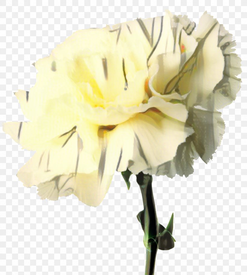 Carnation Alsmeer Flower Distributors Cut Flowers Birth Flower, PNG, 1032x1147px, Carnation, Artificial Flower, Birth Flower, Cut Flowers, Dianthus Download Free