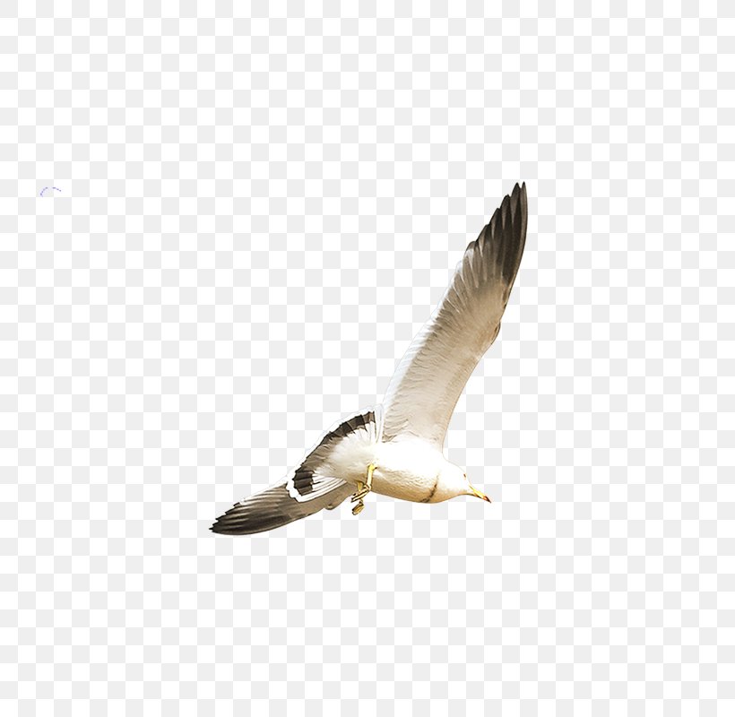 Bird Flight Seawater Icon, PNG, 800x800px, Bird, Beak, Bird Flight, Computer Numerical Control, Fauna Download Free