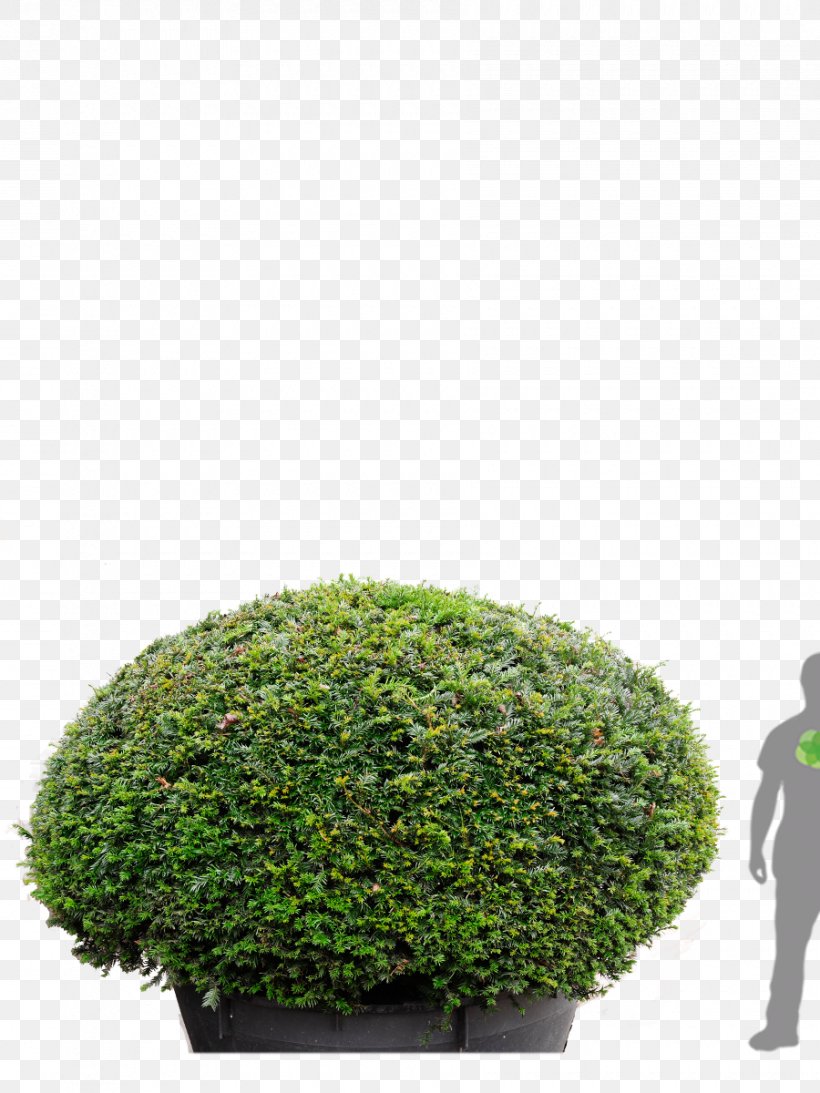 English Yew Tree Conifers Hedge Evergreen, PNG, 900x1200px, English Yew, Conifers, Evergreen, Flowerpot, Grass Download Free