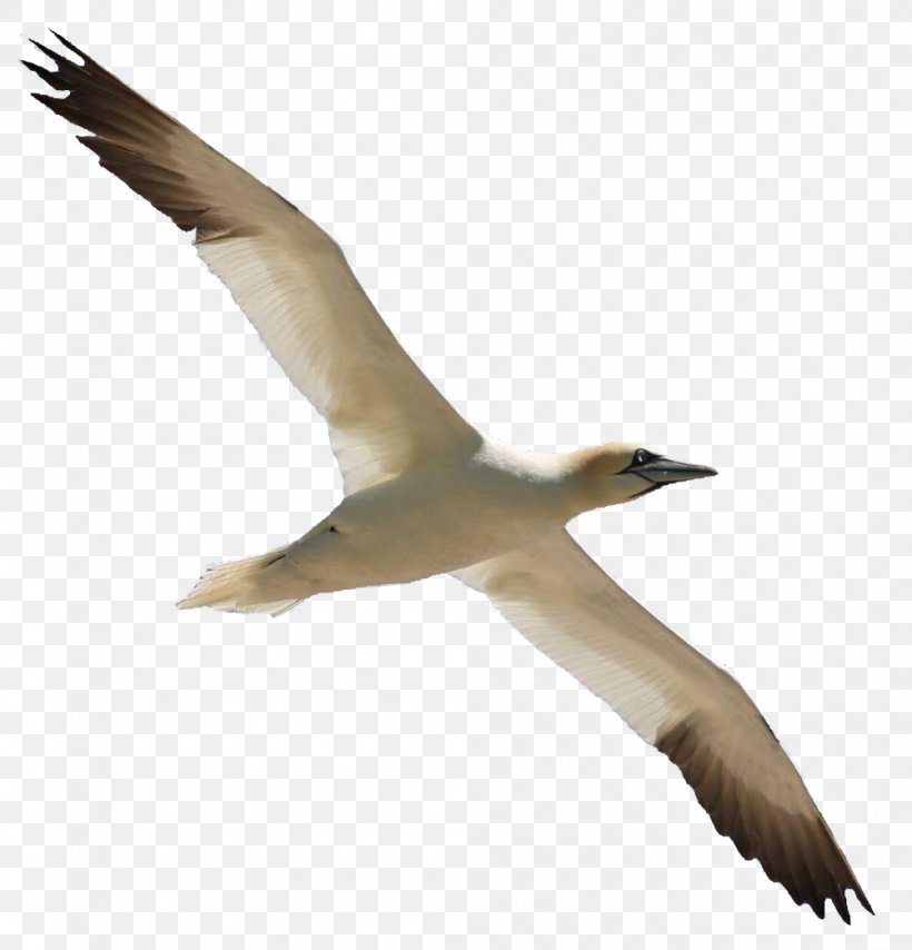 Gannet Bird Migration Cygnini Bird Flight, PNG, 1002x1044px, Gannet, Animal Migration, Beak, Bird, Bird Flight Download Free
