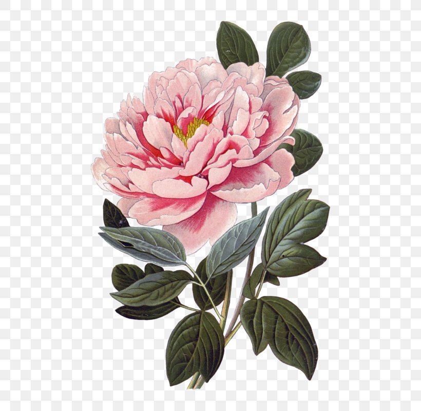 Watercolor Pink Flowers, PNG, 640x800px, Peony, Camellia, Chinese Peony, Common Peony, Cut Flowers Download Free