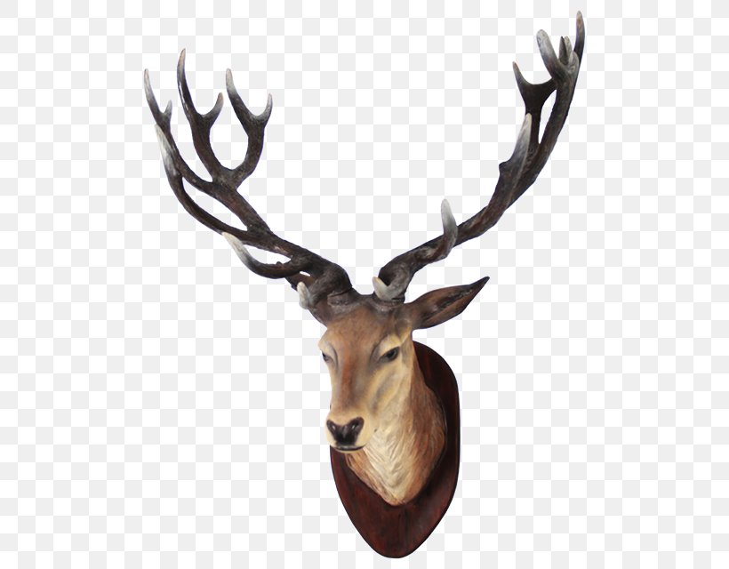 White-tailed Deer Moose, PNG, 640x640px, Deer, Antler, Elk, Horn, Image File Formats Download Free