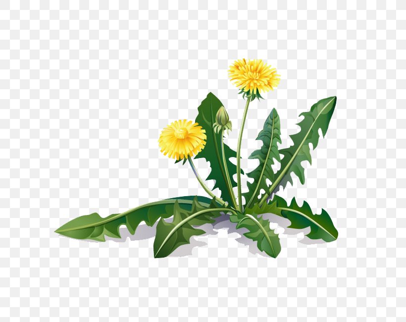 Common Dandelion Medicinal Plants Root Coltsfoot, PNG, 650x650px, Common Dandelion, Annual Plant, Aster, Coltsfoot, Cut Flowers Download Free