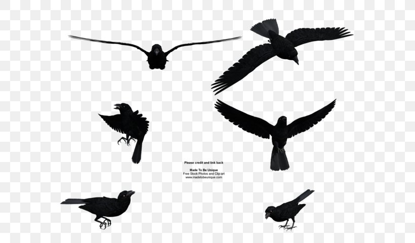 Common Raven Bird Flight Clip Art, PNG, 600x480px, Common Raven, Art, Beak, Bird, Black And White Download Free