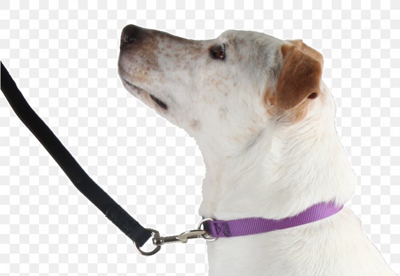 Dog Breed Companion Dog Leash Snout, PNG, 873x603px, Dog Breed, Breed, Collar, Companion Dog, Dog Download Free