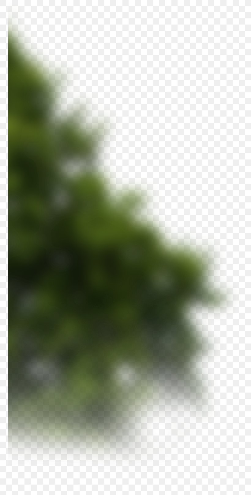 Fir Spruce Pine Vegetation Sunlight, PNG, 766x1614px, Fir, Biome, Branch, Close Up, Closeup Download Free