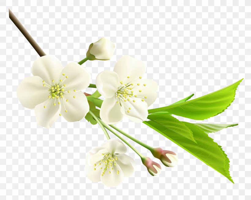 Flower Branch Clip Art, PNG, 3356x2683px, Flower, Blossom, Branch, Cherry Blossom, Color Download Free