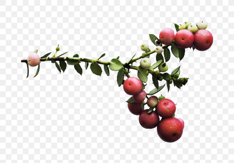 Fruit Lingonberry Pink Peppercorn, PNG, 800x571px, Fruit, Arctostaphylos, Arctostaphylos Uvaursi, Autumn, Berries Download Free
