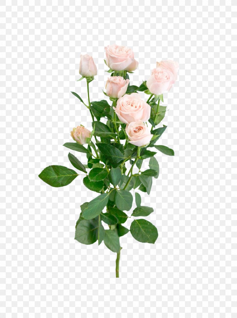 Garden Roses Cabbage Rose Pink Flower Bouquet Floral Design, PNG, 1000x1340px, Garden Roses, Artificial Flower, Cabbage Rose, Cut Flowers, Floral Design Download Free