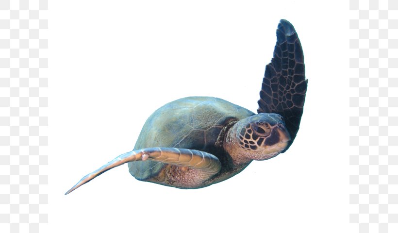 Loggerhead Sea Turtle Scuba Diving Learning Personal Development Scuba Set, PNG, 621x480px, Loggerhead Sea Turtle, Box Turtle, Emydidae, Experience, Kaanapali Download Free