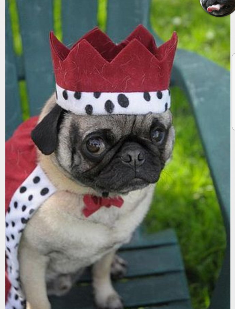 Pugs In Costumes Puppy Pet Animal, PNG, 1080x1421px, Pug, Animal, Carnivoran, Companion Dog, Costume Download Free