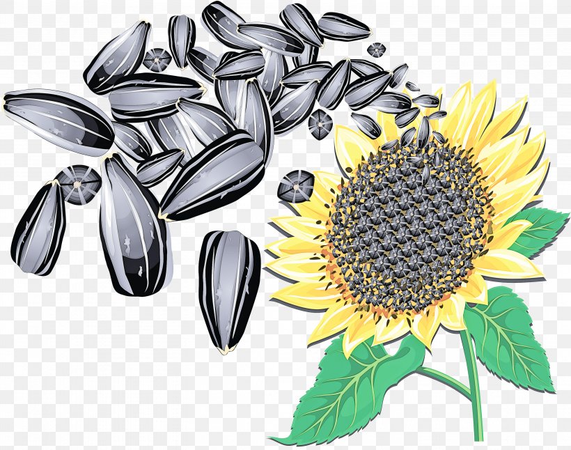 Sunflower, PNG, 3132x2470px, Sunflower, Flower, Nut, Nuts Seeds, Plant Download Free